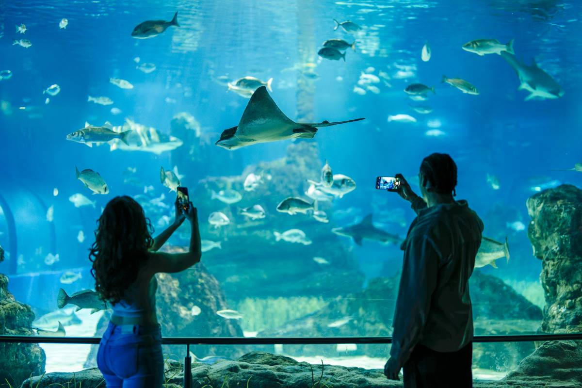 L'Aquàrium de Barcelona celebra 30 anys amb una renovació total