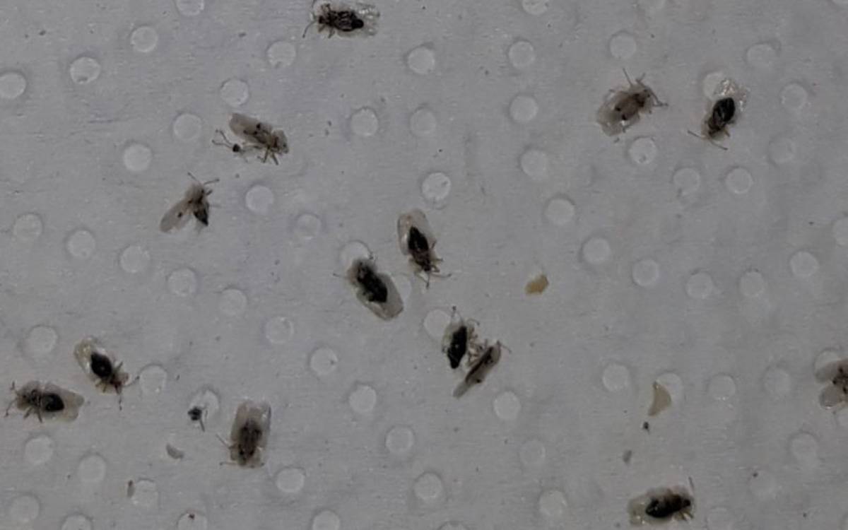 Plaga d'escarabats molt petits a parets i sostres dels domicilis