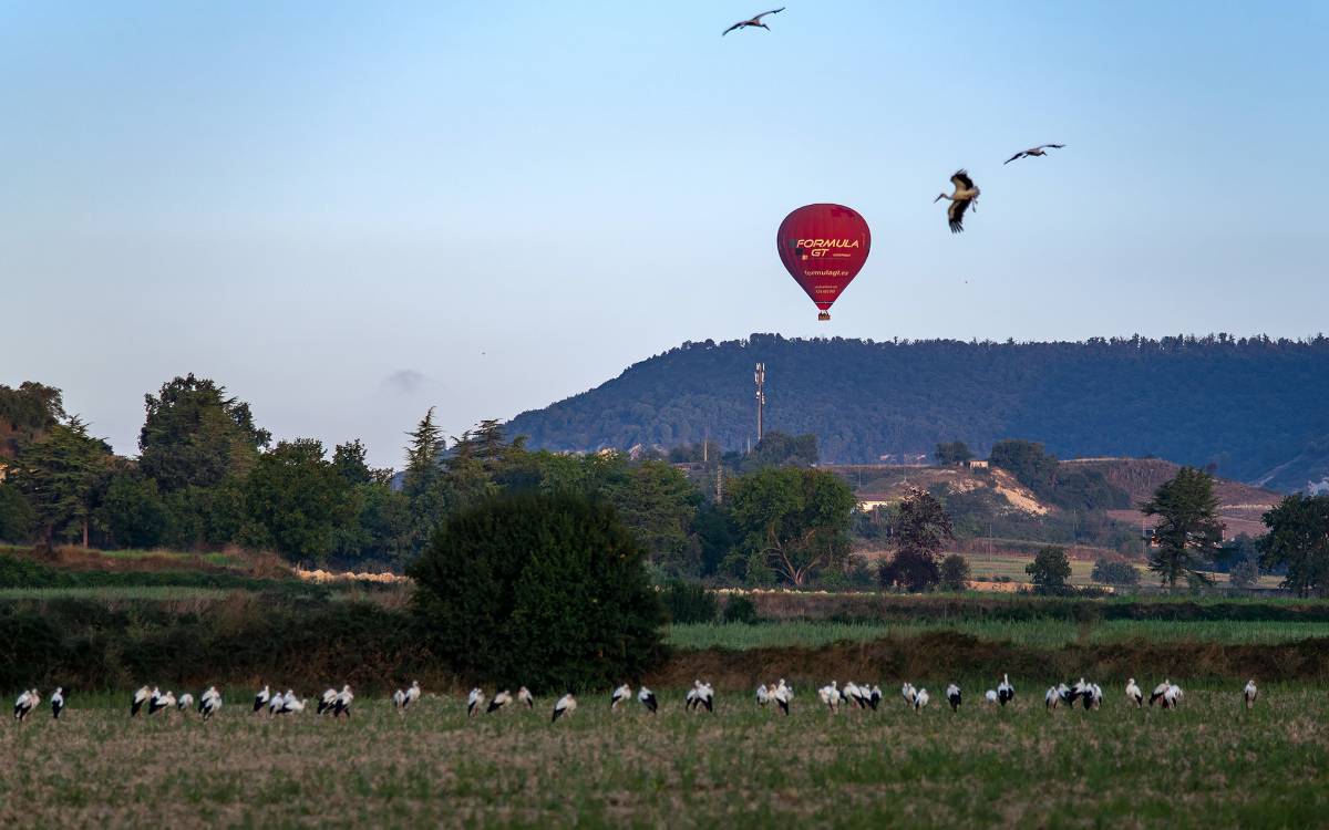 Estiu a Osona i el Lluçanès: les cigonyes han fet nit a Vic, agost del 2025. - Emili Vilamala Estiu a Osona i el Lluçanès: les cigonyes han fet nit a Vic, agost del 2025.
