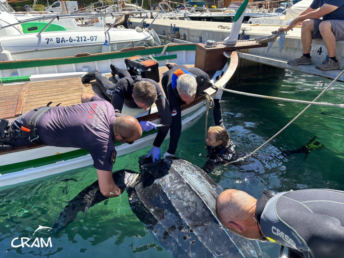 Rescaten una tortuga llaüt a la Costa Brava