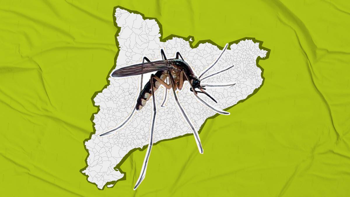 El mosquit tigre colonitza en dues dècades el 80% dels municipis catalans