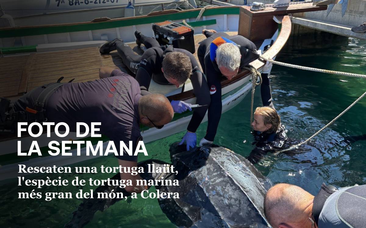 Foto de la setmana: rescat d`una tortuga llaüt al port de Colera - CRAM Foto de la setmana: rescat d`una tortuga llaüt al port de Colera