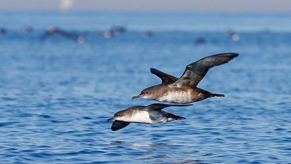 La hibridació, clau per evitar l'extinció de l'ocell marí més amenaçat d'Europa