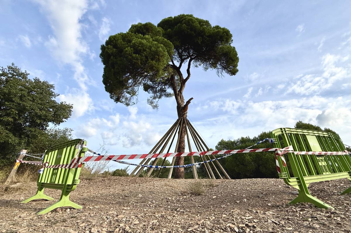 El Pi d’en Xandri, un arbre amb una petita podridura i estrès hídric