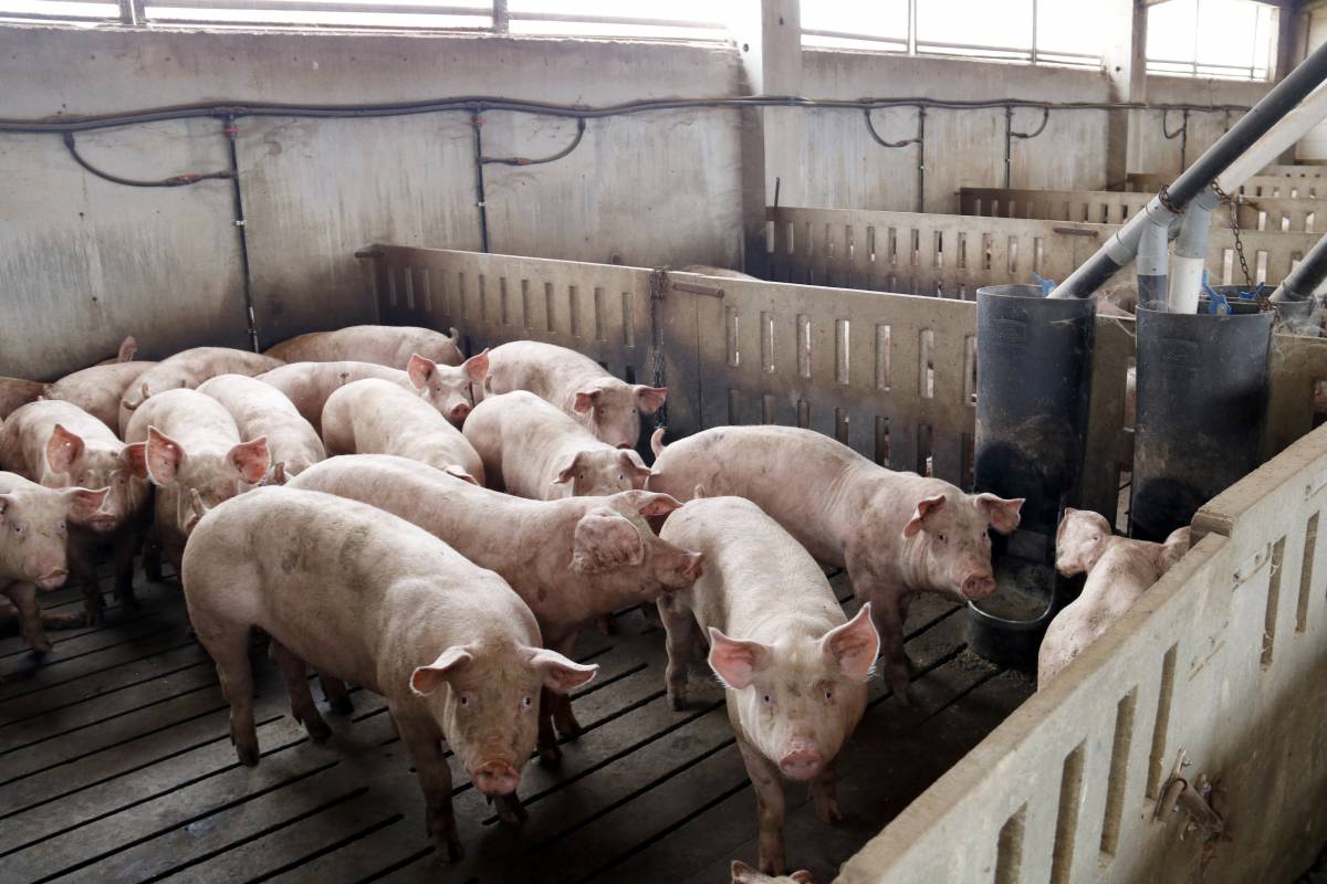 Xina imposa un 20% d'aranzels a la indústria del porc catalana