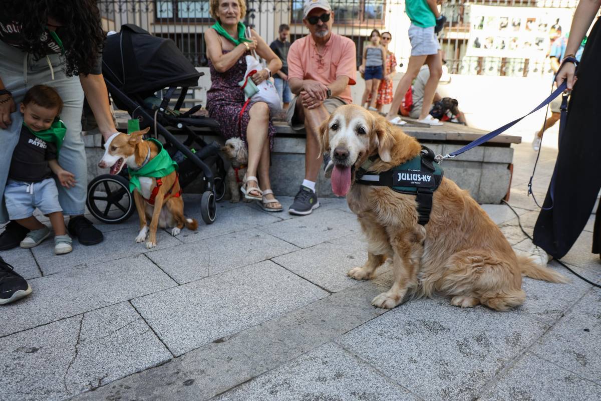 Gossos de la protectora d'animals a la Festa Major 2025 - VÍCTOR CASTILLO