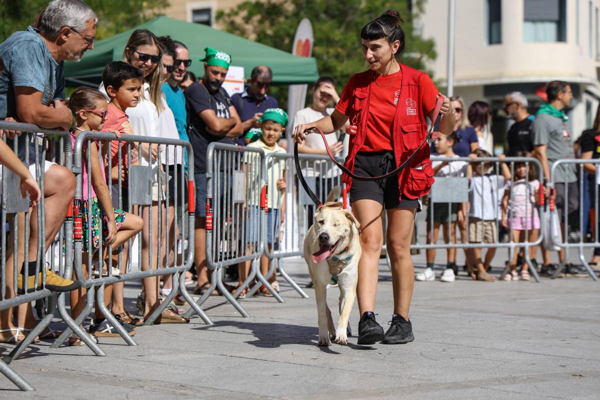 Gossos de la protectora d'animals a la Festa Major 2025 - VÍCTOR CASTILLO