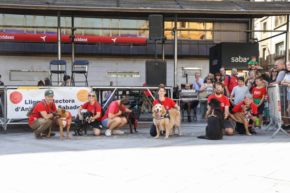 Gossos de la protectora d'animals a la Festa Major 2025 - VÍCTOR CASTILLO