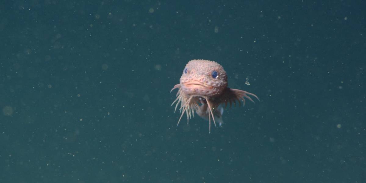 Descobreixen tres noves espècies de peixos a més de 3.200 metres de profunditat