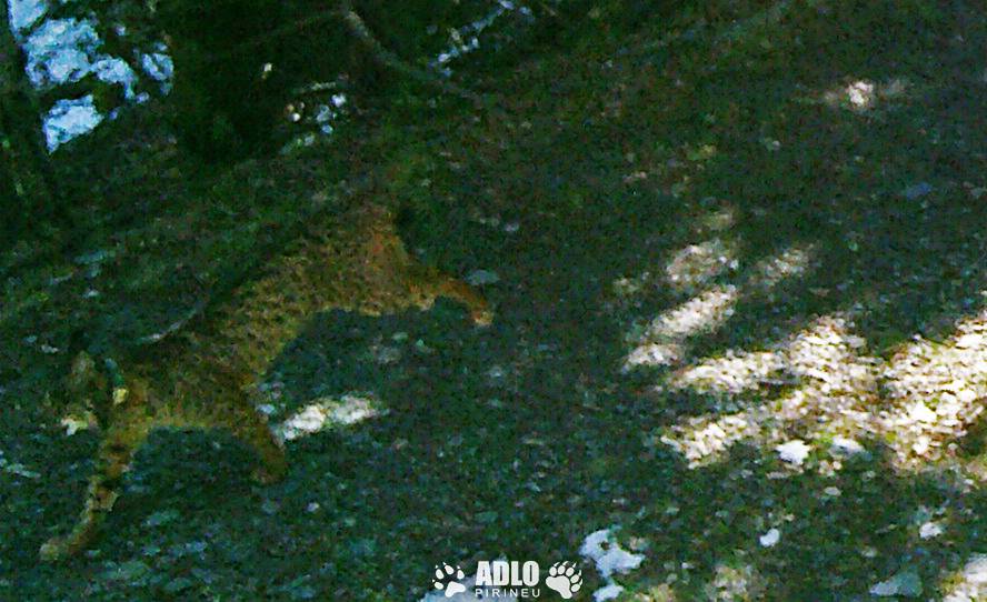 Detectat per primera vegada un linx ibèric al Pirineu