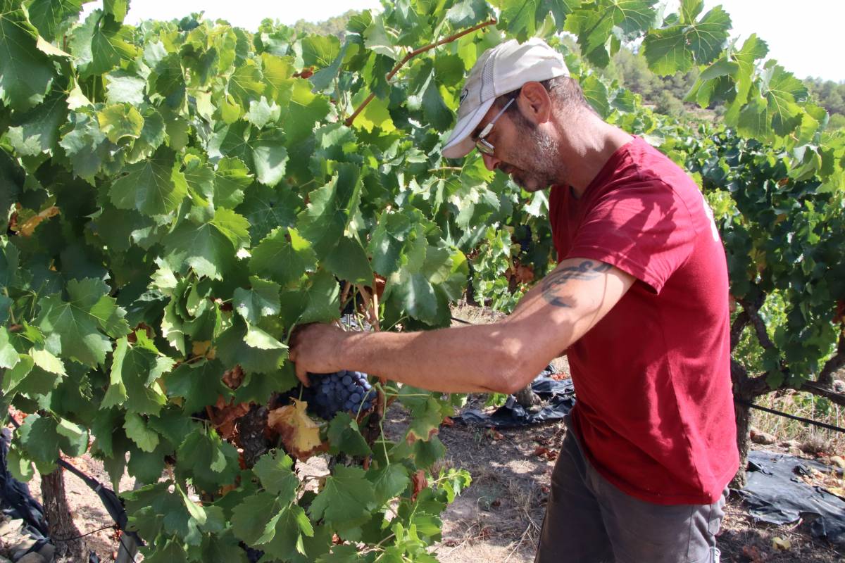 La DO Montsant confia arribar als 7 milions de quilos de raïm en una verema marcada per la recuperació de les vinyes