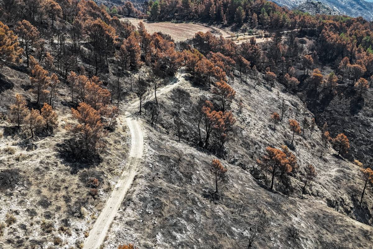 Catalunya destinarà 75 milions en cinc anys per a franges de protecció contra els incendis