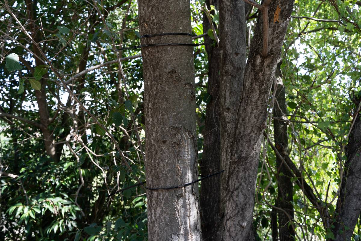 L`arbre on hi havia el cartell, amb les brides però sense el cartell