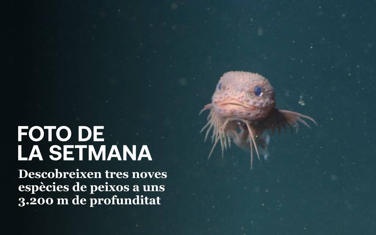Foto de la setmana: descobreixen tres noves de peixos a 3.200 metres de profunditat - MBARI Foto de la setmana: descobreixen tres noves de peixos a 3.200 metres de profunditat