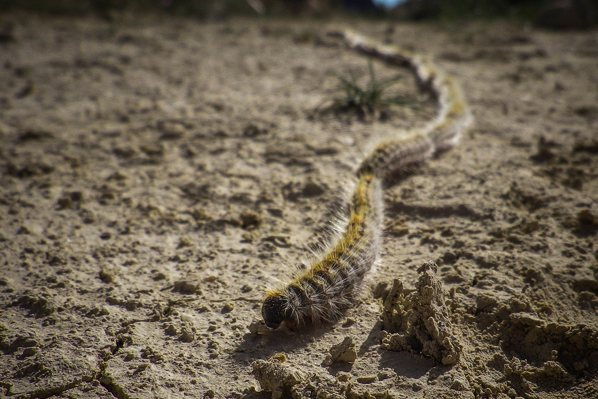 El tractament no és perjudicial per a la salut tot i que es recomana evitar el contacte amb els arbres - 