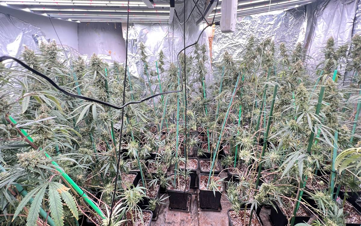 Desmantellades dues plantacions de marihuana en pisos de Manresa amb un miler llarg de plantes