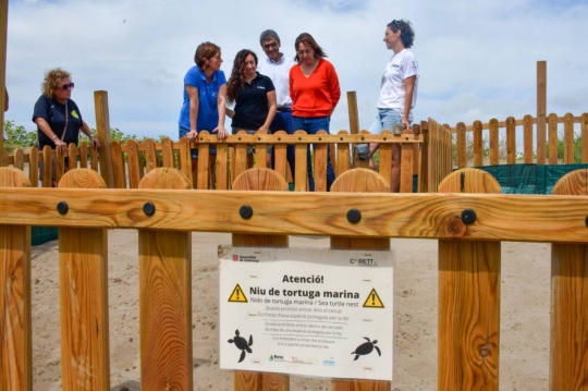 Catalunya supera el rècord de nius de tortuga careta