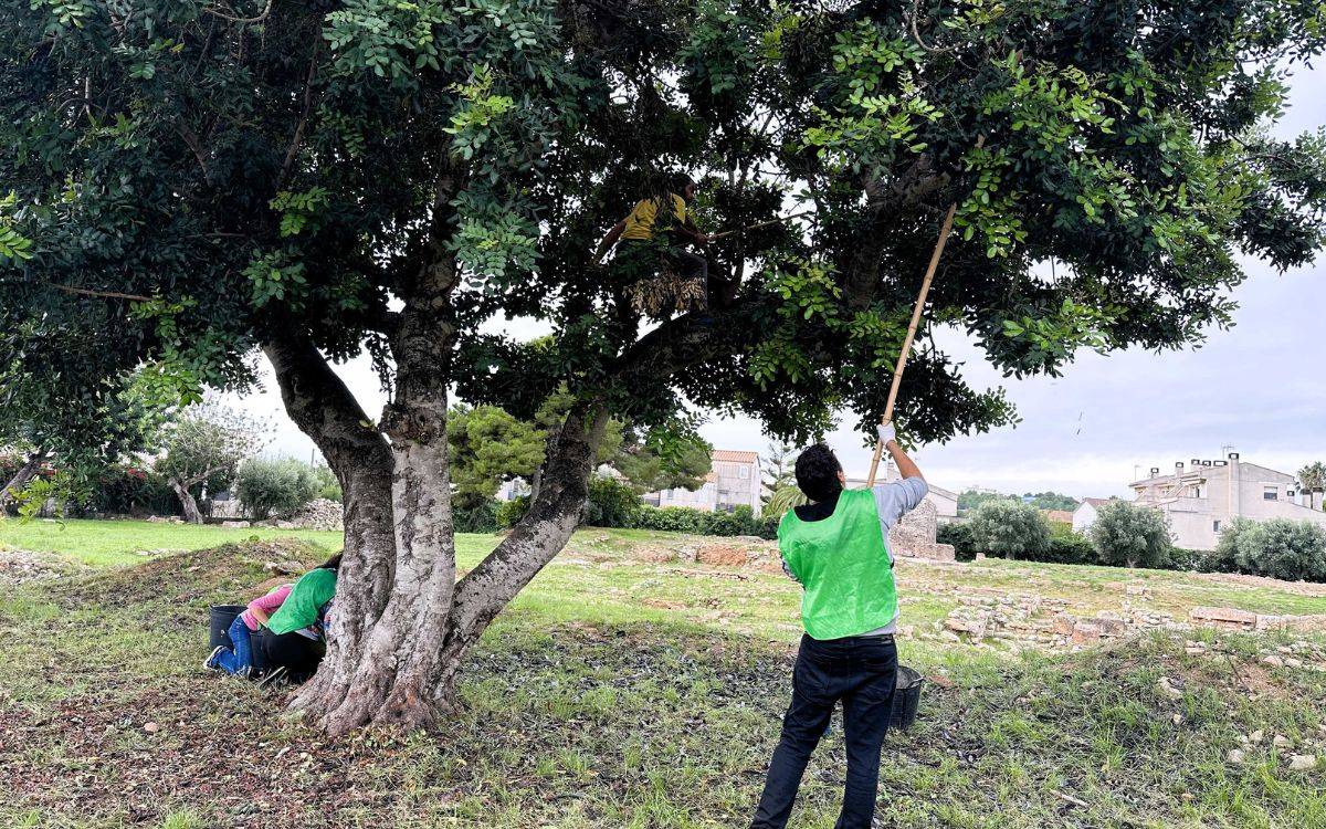 Torredembarra continua donant sortida als fruits que creixen en arbres de titularitat municipal