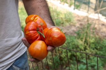 El nou hort urbà del barri de les Arenes ja està en marxa