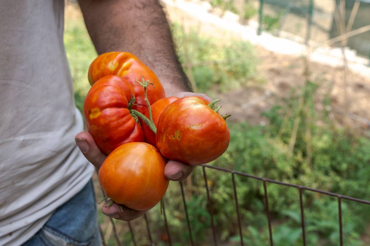 El nou hort urbà del barri de les Arenes ja està en marxa