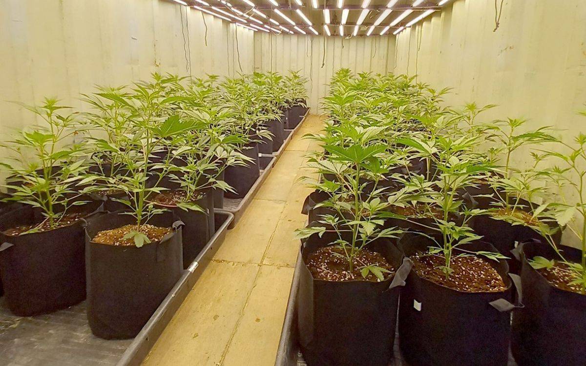 Els Mossos desmantellen una plantació de marihuana en una nau a Riudoms