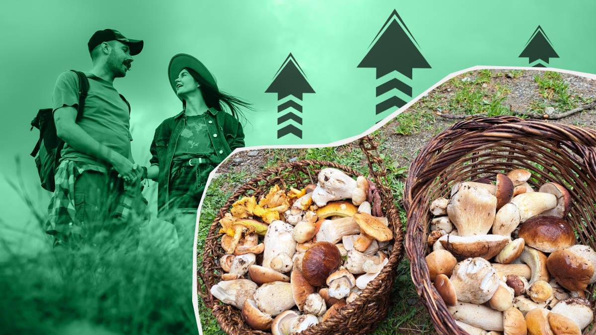 Les excel·lents previsions per als bolets reobren el debat sobre la massificació del bosc
