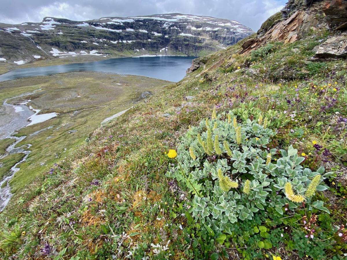 Les plantes colonitzen l'Àrtic i amenacen en accelerar el desgel del permafrost