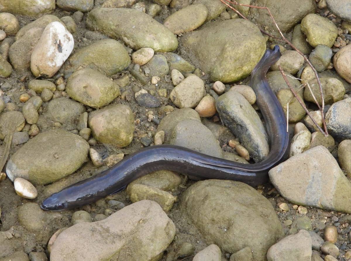 Ecologistes en Acció proposa crear «espais segurs» al riu Francolí i garantir la supervivència de l'anguila europea