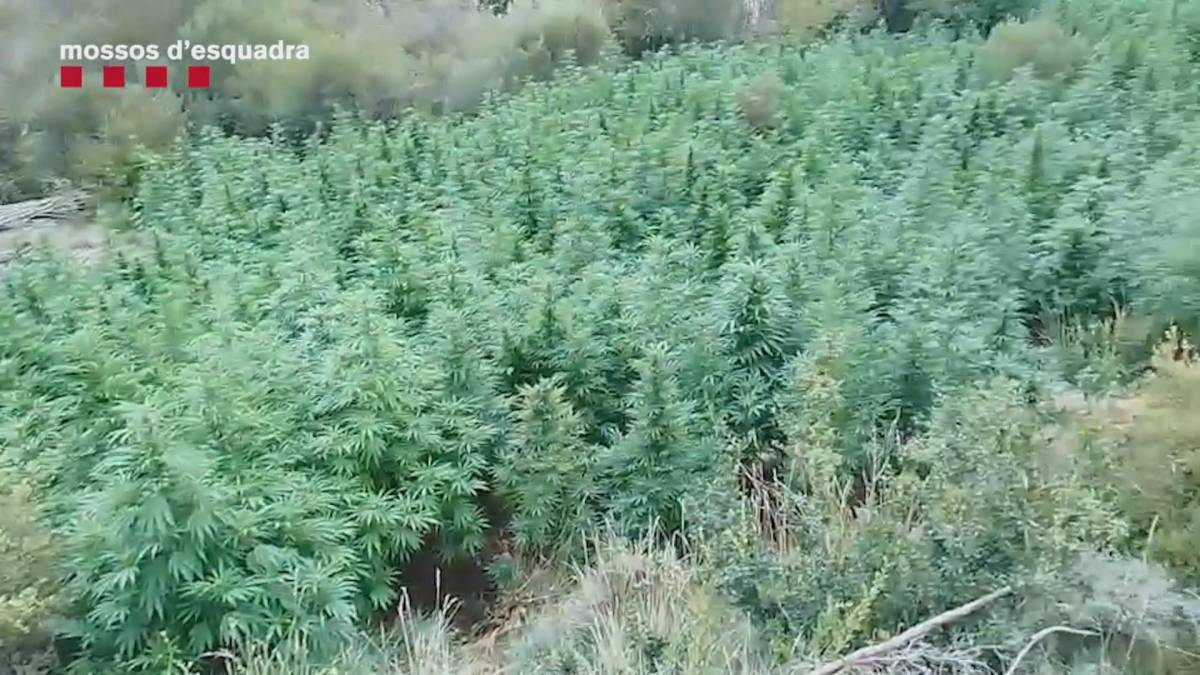 Descobreixen 4.500 plantes de marihuana enmig d'un bosc del Pallars Jussà