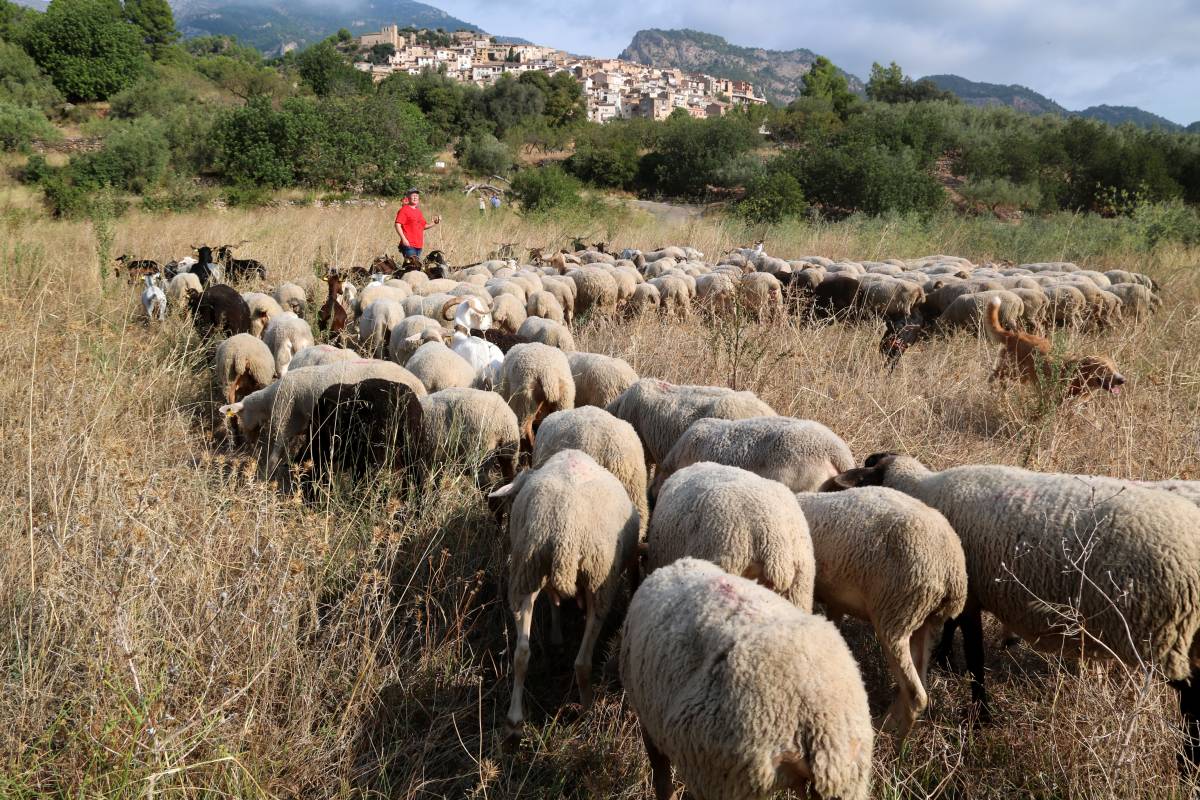 Paüls aposta pel pasturatge per netejar el bosc i frenar els incendis