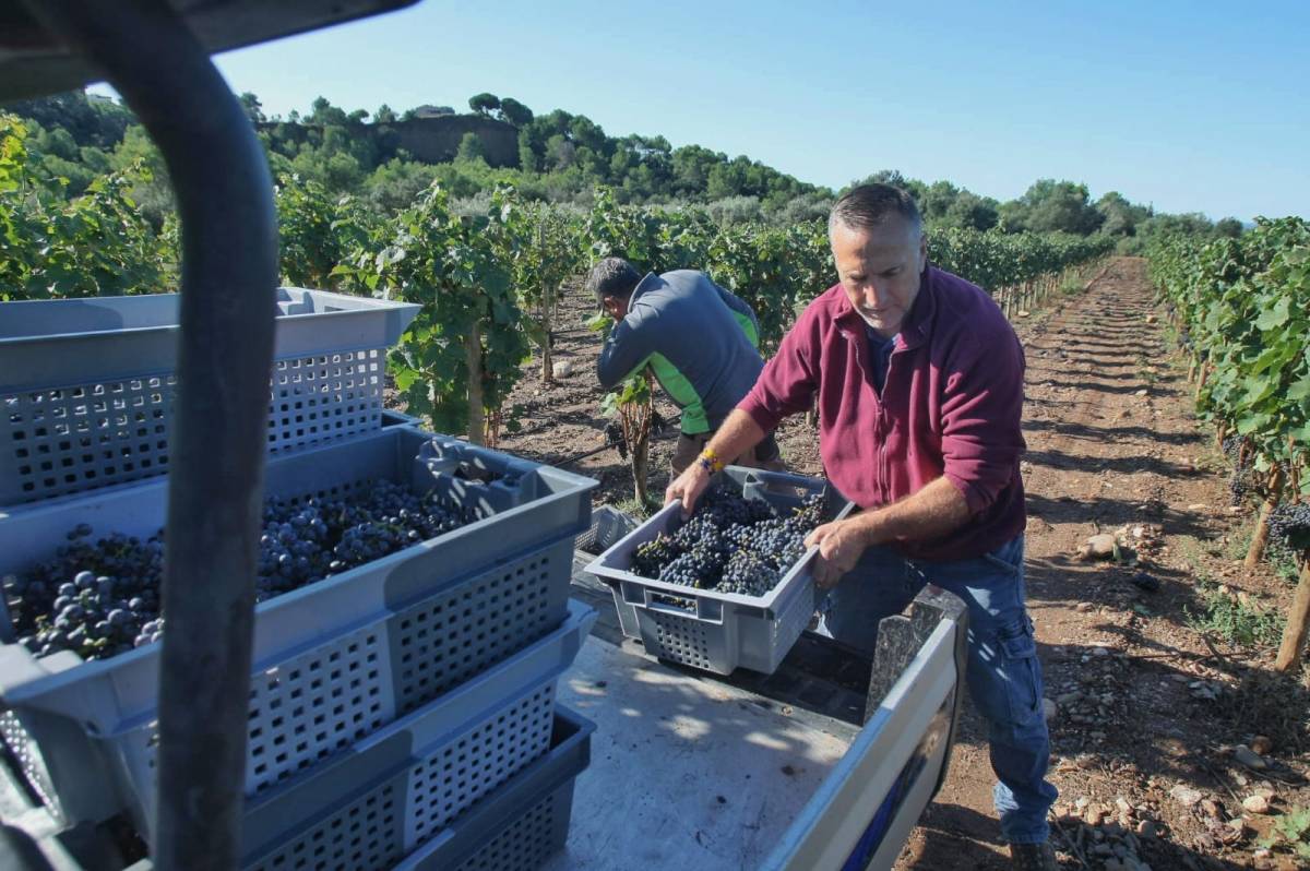 “Tornem a posar Terrassa al mapa de la vinya i el vi”: primera verema del raïm Terrassenc