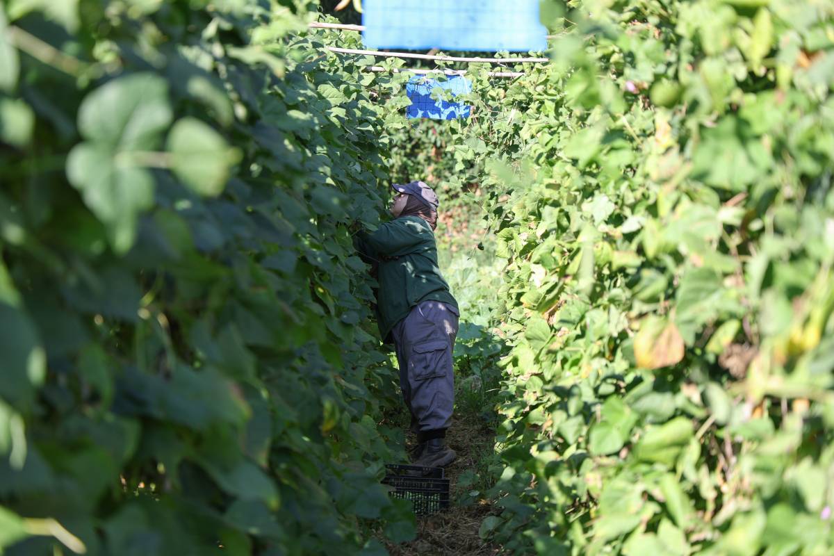 Un hort a Sabadell que conrea aliments per a un menjador social, inserció laboral i agricultura ecològica