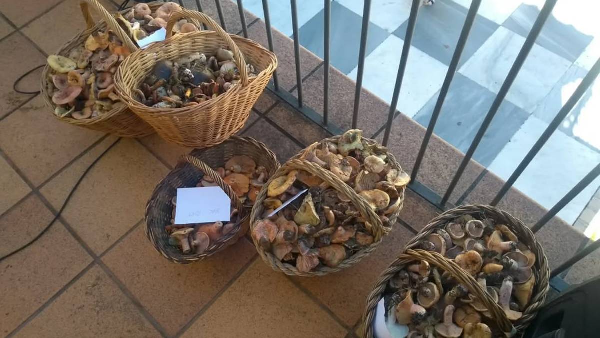 La Fira del Bolet i del Boletaire tindrà lloc del 26 al 28 de setembre a la Pobla de Lillet - Ajuntament de la Pobla de Lillet