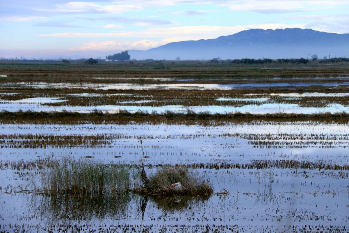 Un dels mollons que delimita la zona maritimoterrestre al delta de l'Ebre, dins un arrossar proper a la platja  - ACN