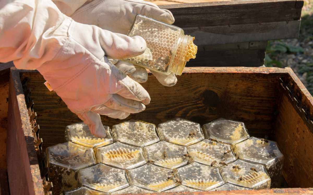 Una mel feta a l'Alt Camp, premiada al Concurs de les Mels de la Honey Fest BCN 2025 