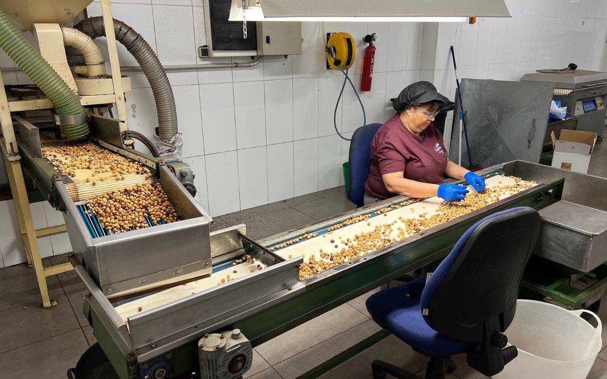 La campanya de l'avellana al Camp de Tarragona tancarà, un any més, amb una baixa producció