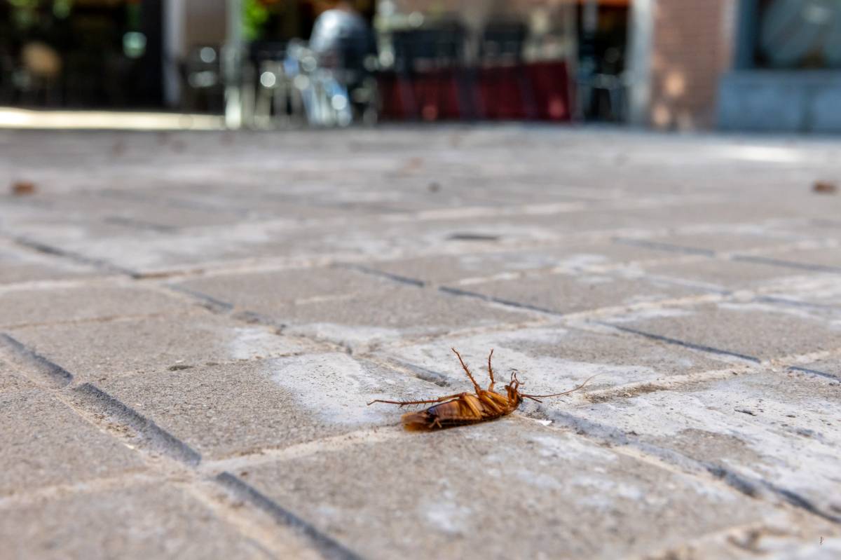 Denuncien una allau de paneroles sortint per una claveguera a Sabadell