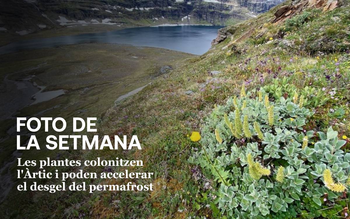 Foto de la setmana: les plantes colonitzen l`Àrtic i amenacen en accelerar el desgel del permafrost