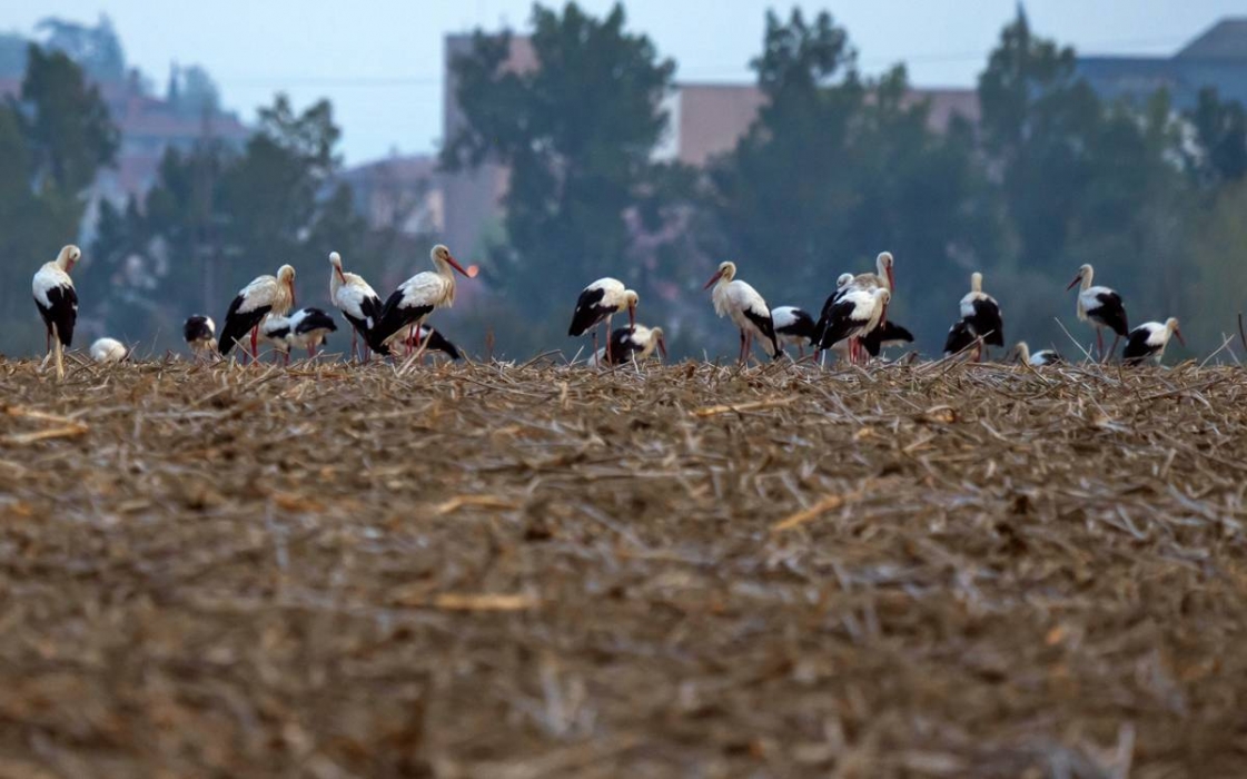 Paisatges de postal d'Osona i el Lluçanès: comença la tardor