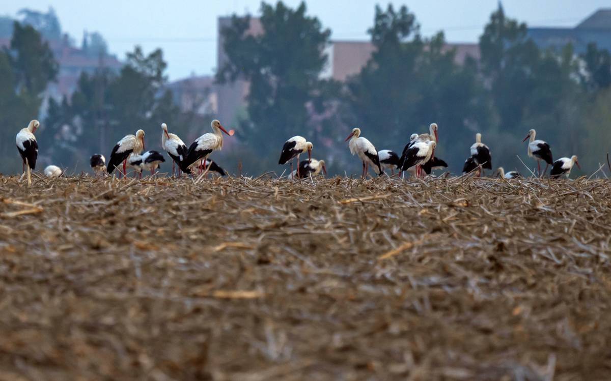 Paisatges de postal d'Osona i el Lluçanès: comença la tardor