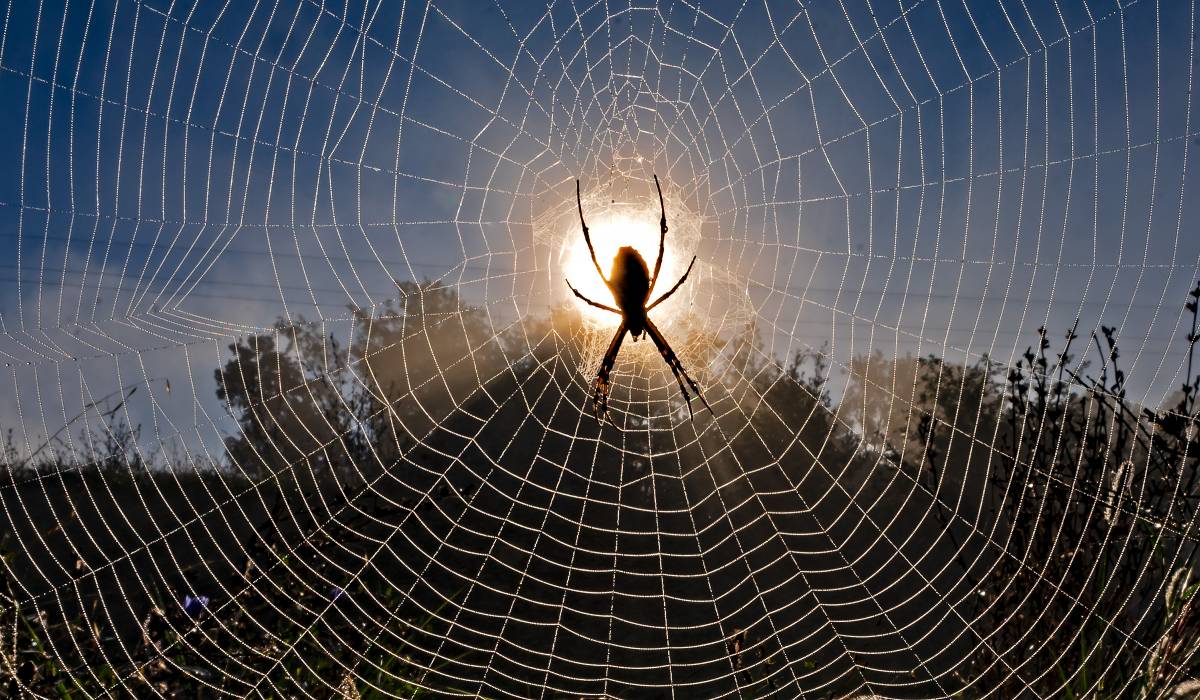 Setembre 2025 a Osona i el Lluçanès: fauna i flora en els primers compassos de tardor.