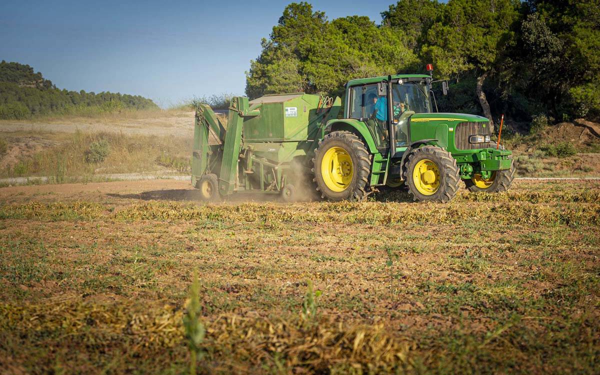 Manresa acollirà una jornada tècnica sobre la mongeta del ganxet i el futur dels llegums al Bages