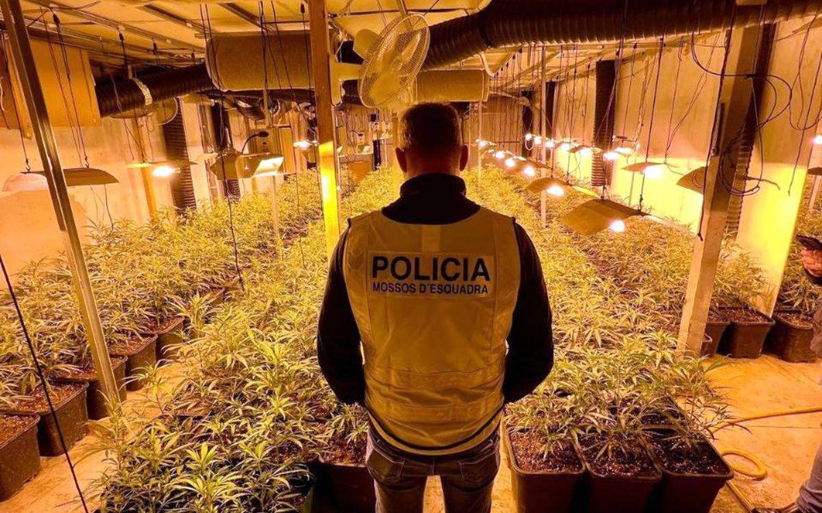 Desmantellen una plantació de marihuana en una nau industrial a Constantí