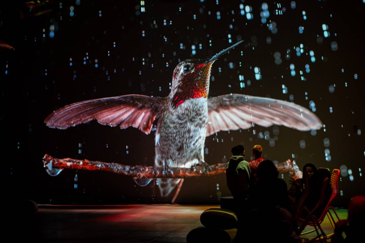 «Som natura»: quan la biodiversitat esdevé un espectacle immersiu