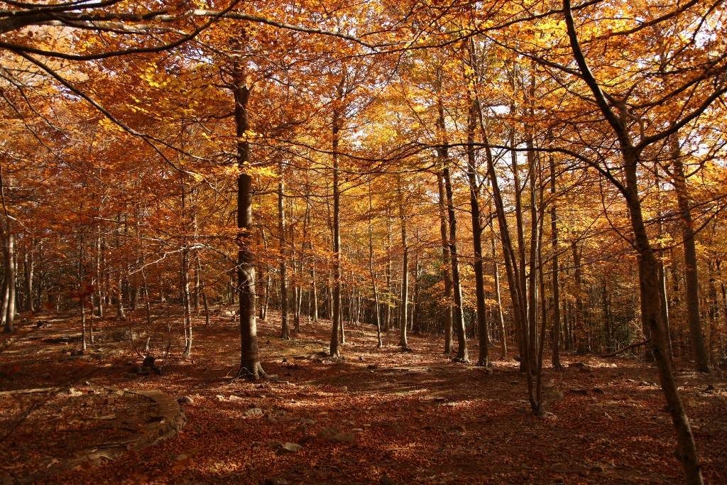 Montseny durant la tardor