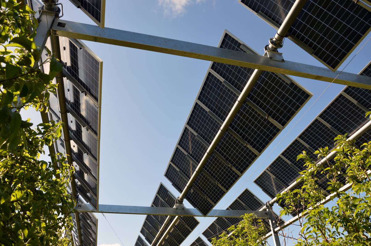 Projecte agrovoltaic experimental impulsat per l`IRTA