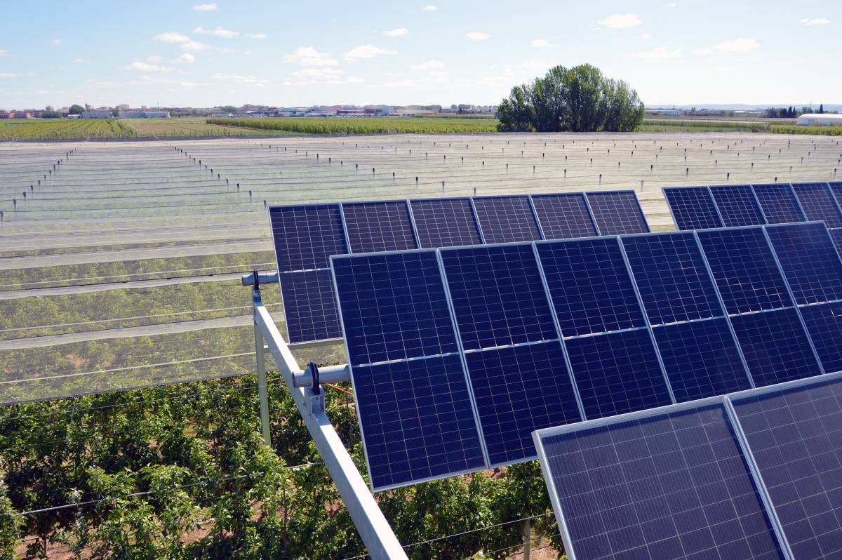 L'agrovoltaica permet combinar la producció d'electricitat i aliments - Cedida a Nació