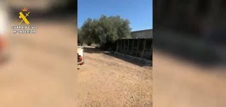 Investiguen un veí de la Sénia per la mort de tres gossos i el maltractament d’una quinzena més