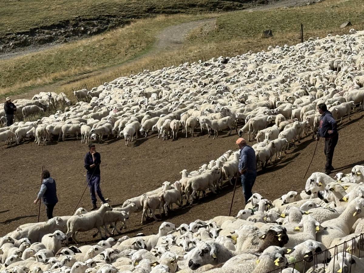 Els ramaders del Pallars Sobirà fan baixar 3.000 ovelles de la muntanya de Seurí per Sant Miquel