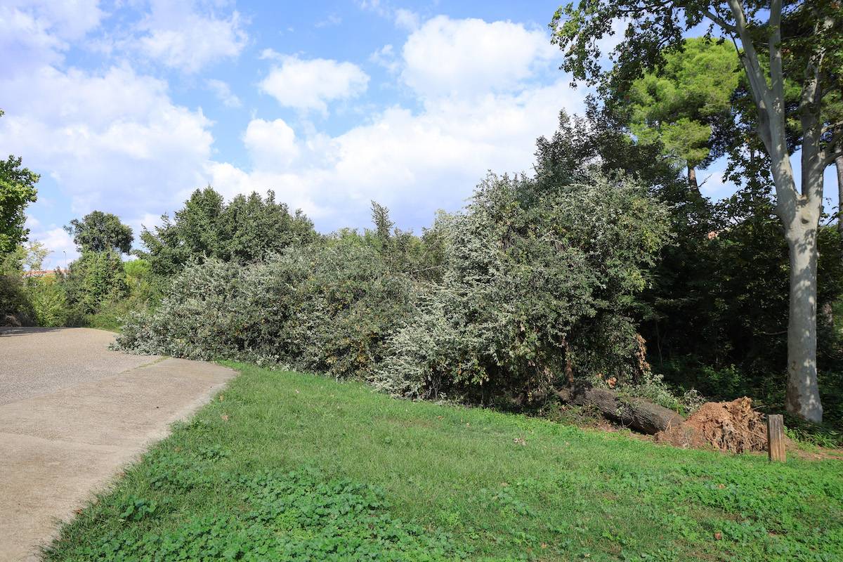 Arbre monumental caigut al parc del Torrent de la Romeua